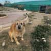 Capone
