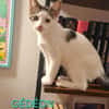 Figaro et Gédéon