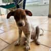 GINO, chiot Berger créole