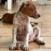 GINO, chiot Berger créole