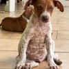 GINO, chiot Berger créole