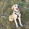 Traumhund Max sucht ein liebes Zuhause