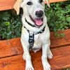 Traumhund Max sucht ein liebes Zuhause