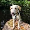 Traumhund Max sucht ein liebes Zuhause
