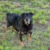 BRONCO  Lieber Genießer sucht sein Zuhause
