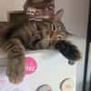 Artie ~ 1 Jahr sucht Zuhause mit Ruhe und Geduld