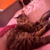 Artie ~ 1 Jahr sucht Zuhause mit Ruhe und Geduld