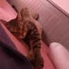 Artie ~ 1 Jahr sucht Zuhause mit Ruhe und Geduld