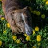 NIMO  Kleiner vorsichtiger Schatz sucht geduldige Menschen