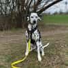 ROSI sucht dringend Pflegestelle/Zuhause