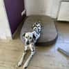 ROSI sucht dringend Pflegestelle/Zuhause