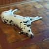 KIRA sucht dringend Pflegestelle/Zuhause