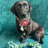 Pino (Pontiac)-Sanfter, ruhiger Junghund sucht geduldige Men