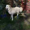 Pulcino sucht ein liebevolles Zuhause