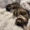 Sozialer Kater PEPPINO sucht Zuhause!