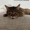 Sozialer Kater PEPPINO sucht Zuhause!