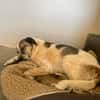 Liebevoller Hund REX sucht sein Zuhause!