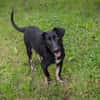 KLOPFER  Fröhlicher Spielzeugfan sucht seine Familie