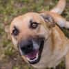 HENRY  Freundlicher Hundejunge sucht liebevolle Menschen