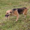 HENRY  Freundlicher Hundejunge sucht liebevolle Menschen