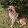 HENRY  Freundlicher Hundejunge sucht liebevolle Menschen