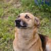 HENRY  Freundlicher Hundejunge sucht liebevolle Menschen