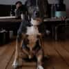 Elian - Toller Herzenshund sucht Zuhause