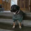 Elian - Toller Herzenshund sucht Zuhause
