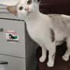 Süße Katze Alma