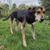 Hundeopi SPIKE