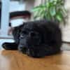 🐾 Jolie sucht ihre Familie