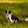 Ice möchte seine Menschen finden