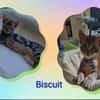 Biscuit