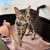 ELI