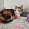 LILA