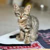 Tora (réservée)