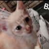 PETIT COEUR/BARNIE
