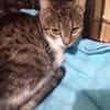 Riczia