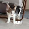 BLINI