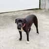XENA, femelle croisée créole junior