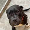 XENA, femelle croisée créole junior