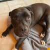 XENA, femelle croisée créole junior