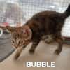 BUBBLE