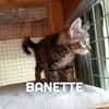 BANETTE