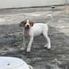 MYLA , chiot femelle Berger Créole
