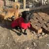 Louis, klein, schwarz, zutraulich sucht