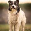 Lana eine liebevolle Terrier-Mix-Hündin
