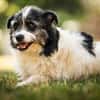 Lana eine liebevolle Terrier-Mix-Hündin