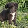 Welpe Chica sucht DICH