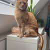 Charly sucht dringend Pflegestelle- oder Endstelle